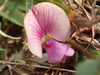 Tephrosia obovata - Photo no rights reserved, uploaded by 葉子
