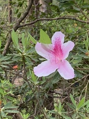 Choniastrum