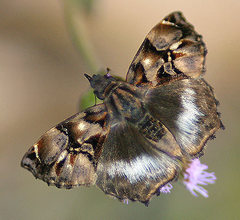 Noctuana lactifera bipuncta