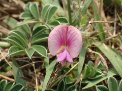 Tephrosia obovata