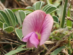 Tephrosia obovata