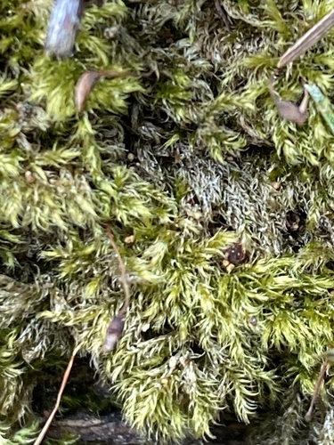 Brachytheciastrum velutinum observed 2026-04-27