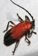 Thonalmus bicolor