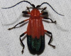Thonalmus bicolor