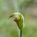 Pterostylis torquata - Photo (c) Geoff Derrin, some rights reserved (CC BY-SA)