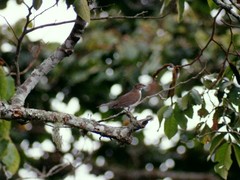 Turdus assimilis