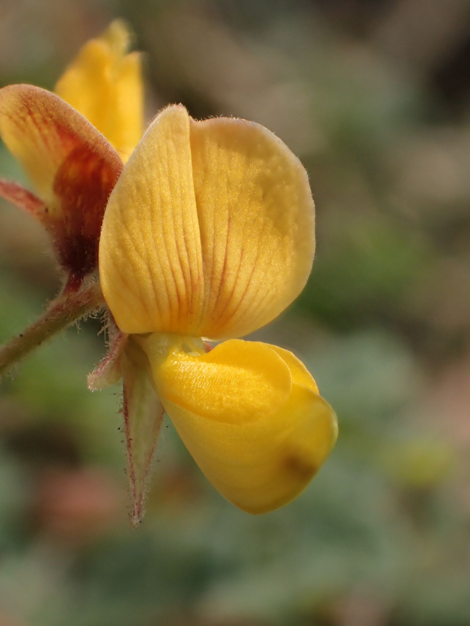 Rhynchosia minima