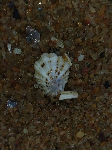 Patella flexuosa observed 2026-04-27
