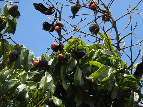 Ormosia monosperma observed 2026-04-14