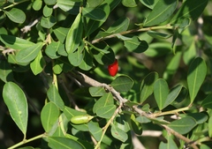 Erythroxylum delagoense