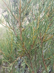 Hakea microcarpa