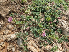 Tephrosia obovata