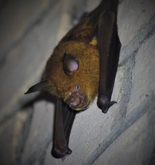 Macronycteris commersonii