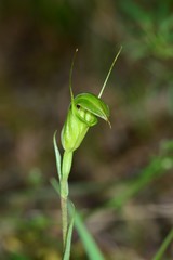 Pterostylis alveata