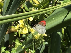 Colotis danae eupompe