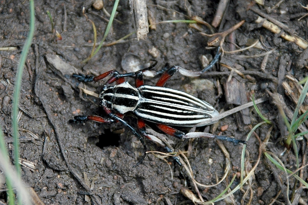 Dorcadion tschitscherini