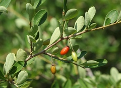 Erythroxylum delagoense