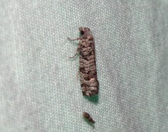 Retinia gemistrigulana