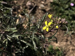 Erysimum crepidifolium