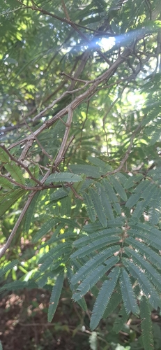 Senegalia polyphylla observed 2026-04-27