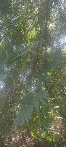 Senegalia polyphylla observed 2026-04-27