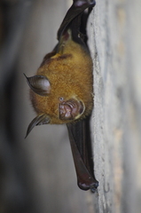 Macronycteris commersonii