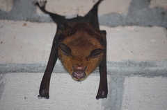 Macronycteris commersonii