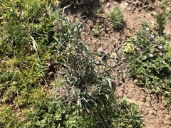 Erysimum crepidifolium
