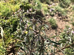 Erysimum crepidifolium