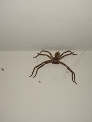 Polybetes rapidus