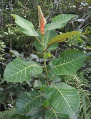 Ficus trichopoda
