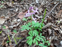 Corydalis paczoskii