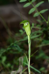 Pterostylis alveata