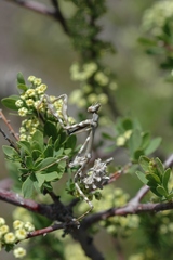 Empusa pennicornis