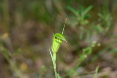 Pterostylis alveata