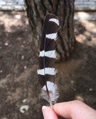 Upupa epops