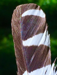 Upupa epops