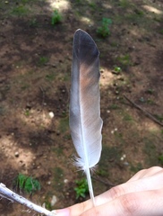 Columba livia domestica