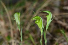 Pterostylis alveata