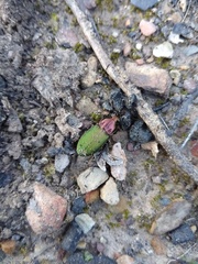 Poecilus kugelanni