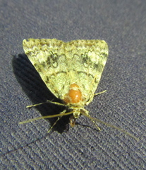 Catocala micronympha