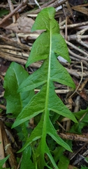 Crepidinae
