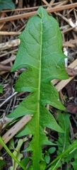 Crepidinae