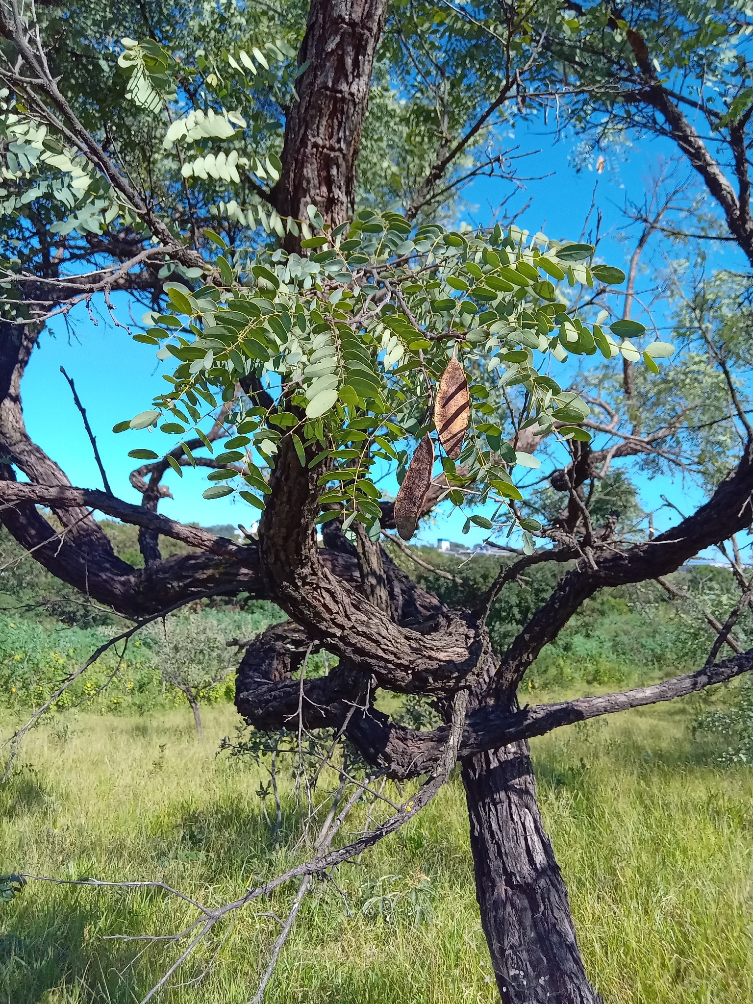Imagem de Caviúna-do-cerrado