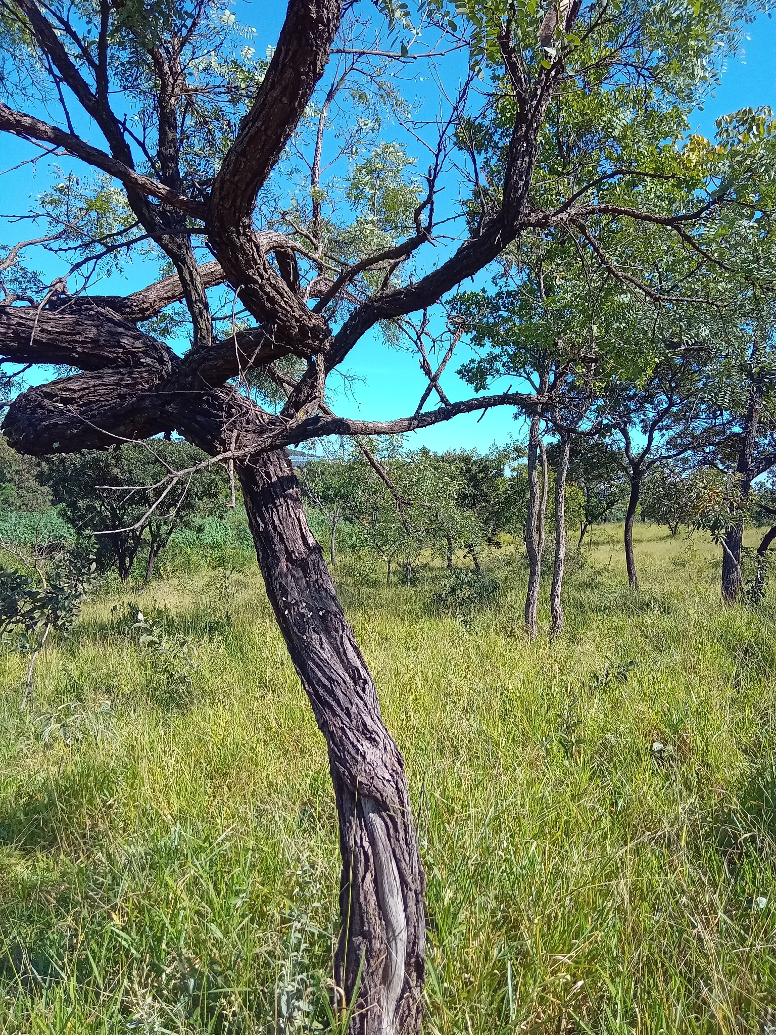 Imagem de Caviúna-do-cerrado