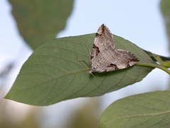 Aplocera praeformata