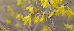 Forsythia koreana