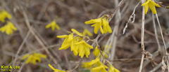 Forsythia koreana