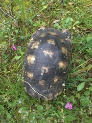 Testudo marginata