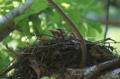Turdus rufopalliatus